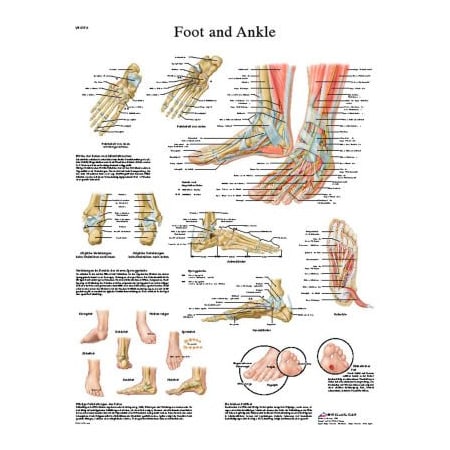 Fabrication Enterprises 3B Anatomical Chart - Foot & Ankle, Sticky Back 12-4608S